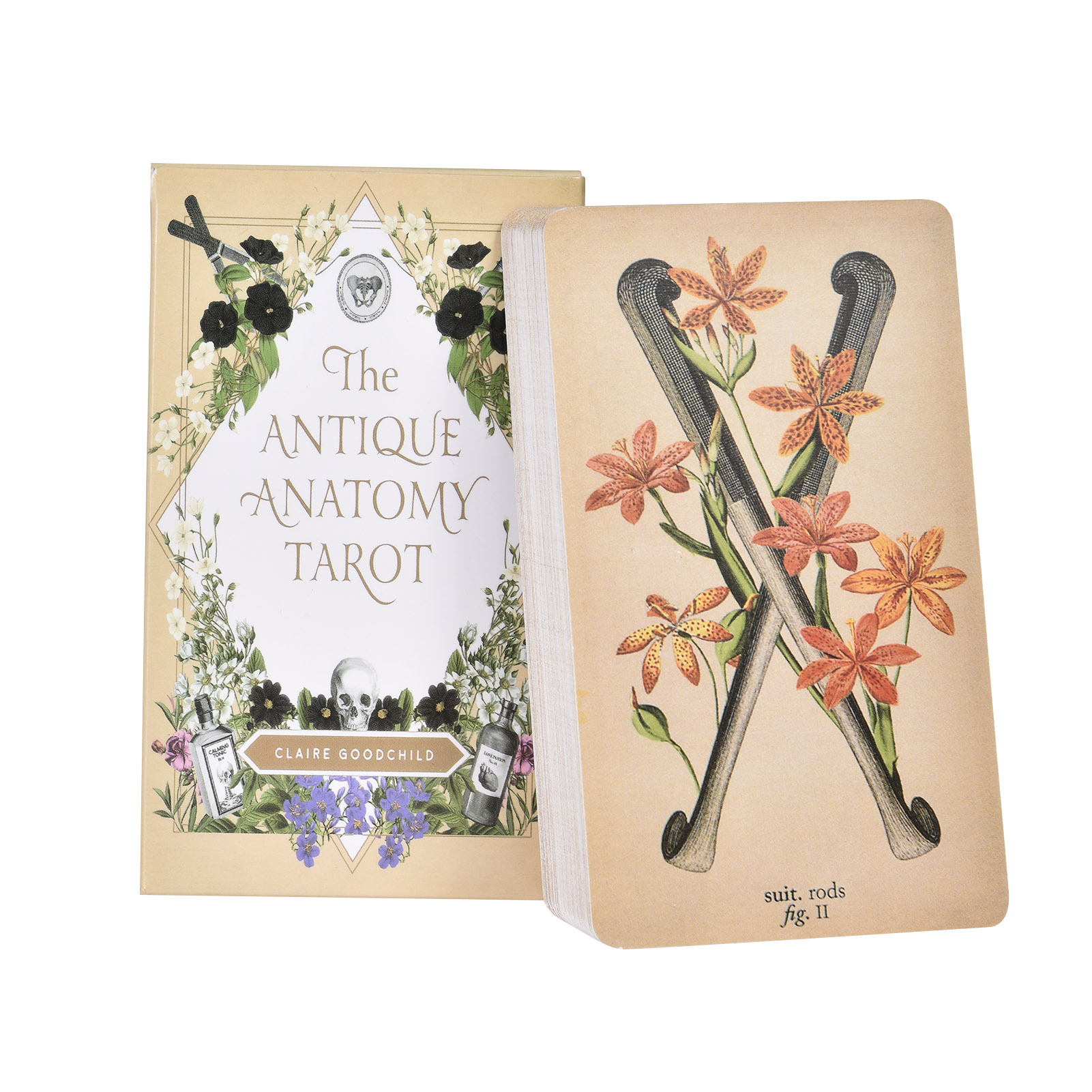 Tarot Cards Deck With Guidebook - Die Antike Anatomie Tarotkarten Englische Version
