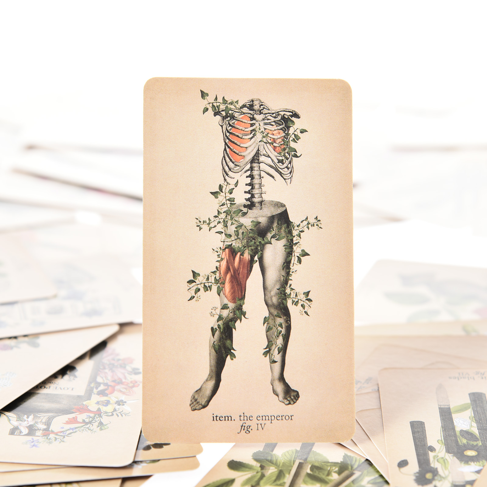 Die Antike Anatomie Tarotkarte – Tarot Cards Deck With Guidebook Bewertung und Preis